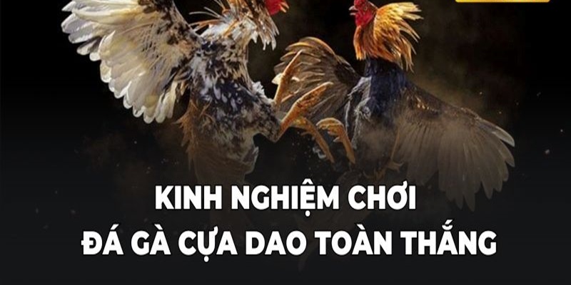 Kinh nghiệm chơi đá gà tạ Jun88