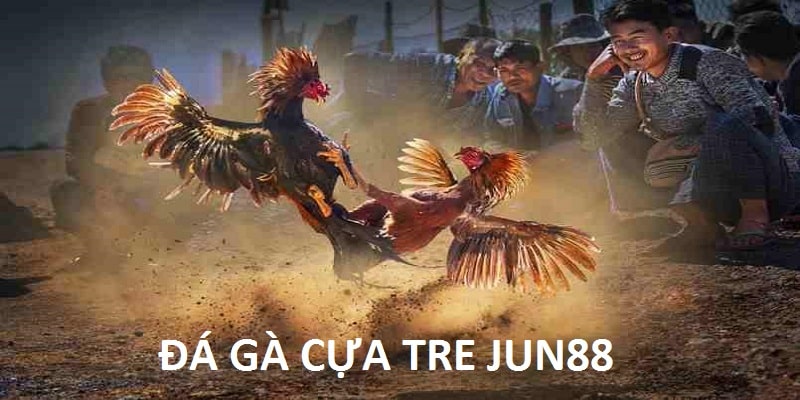 Đá gà cựa tre