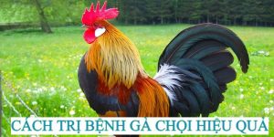 Trị bệnh gà chọi - Đậu gà