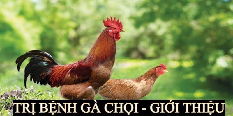 Khái niệm cơ bản về trị bệnh gà chọi 