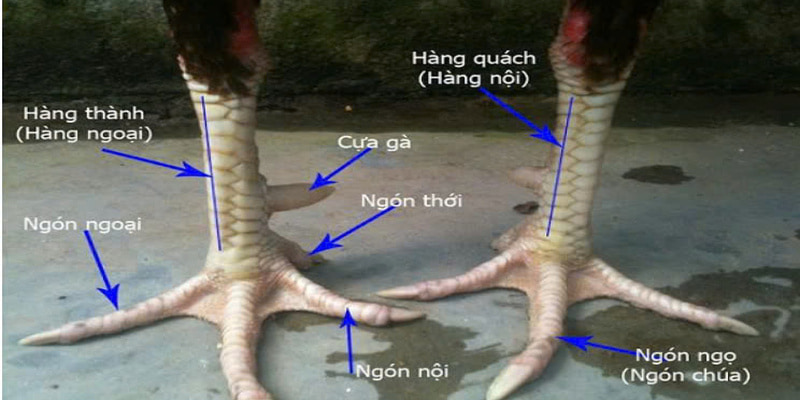 Vảy gà